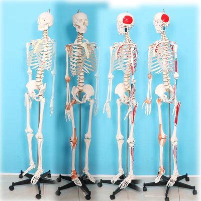 176cm Tall Skeleton